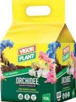 Orchidee Orchidee