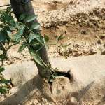 intro-teli-pacciamatura-bio