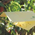 intro-vendita-trappole-bio-feromone-mundi-siena