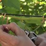 legature-biologiche-mundi-siena-ok